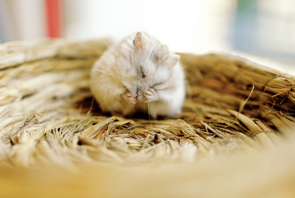 Mice 18