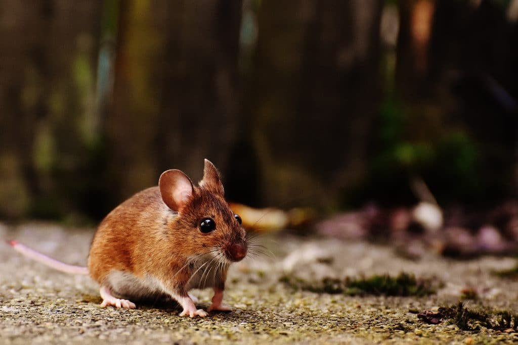 Mice 19
