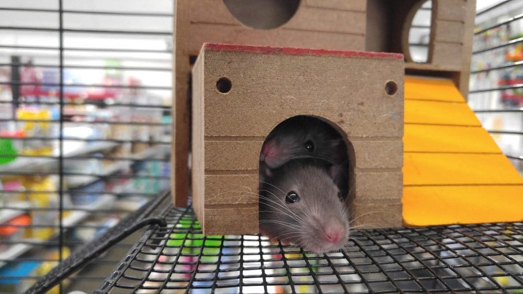 Mice 9