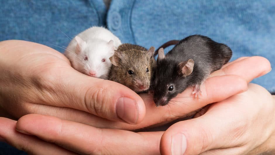 Pets.