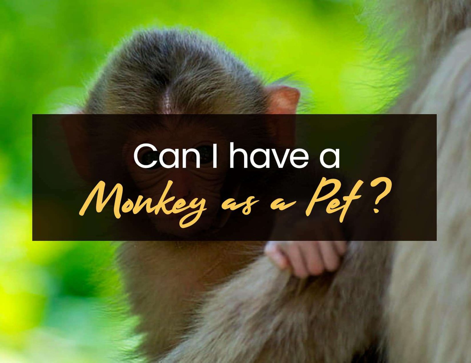 Can I Have a Monkey as a Pet?