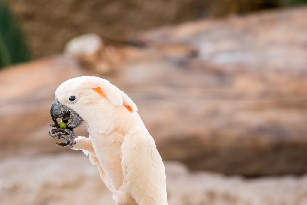 Parrot1