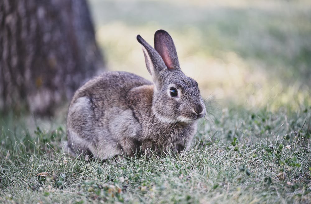 Rabbit