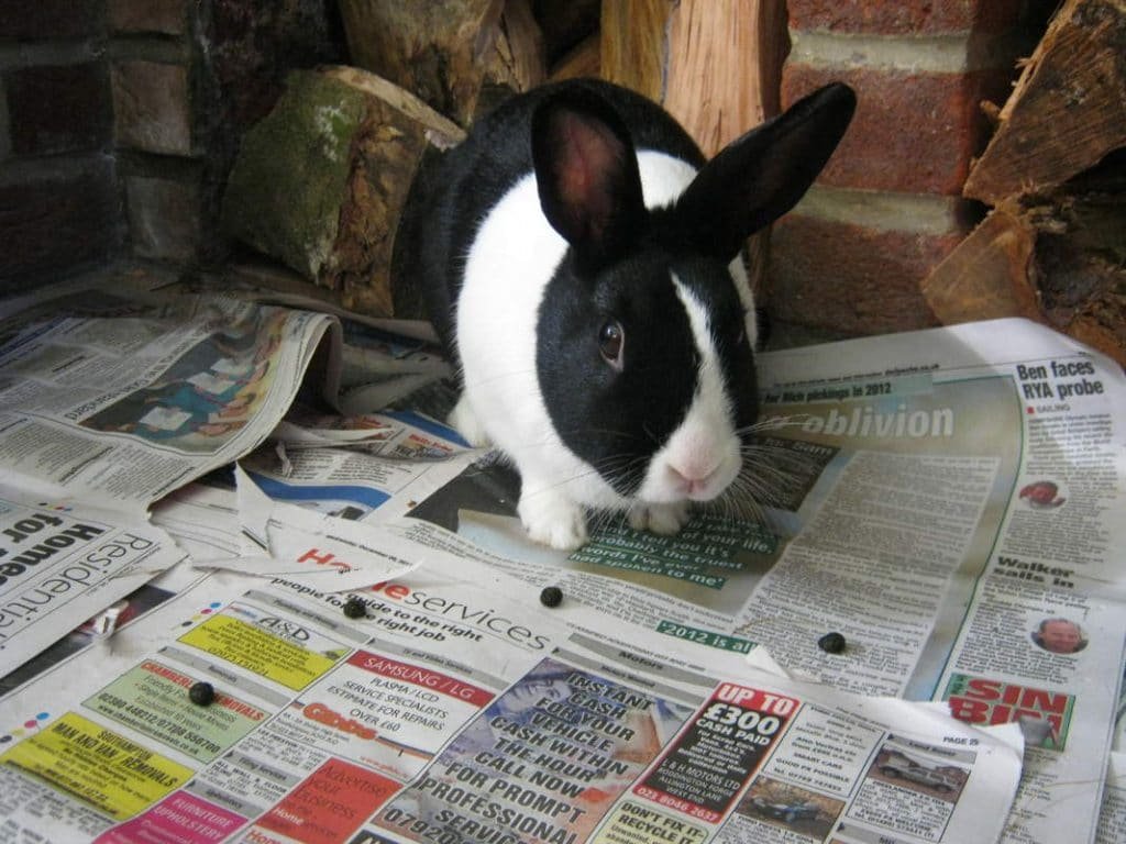 Rabbit1