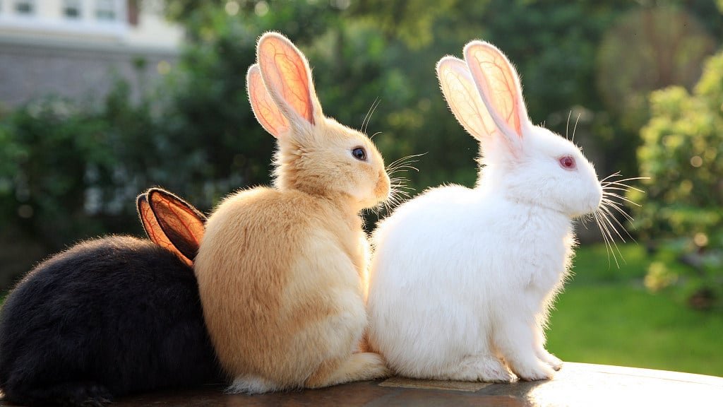 Rabbits