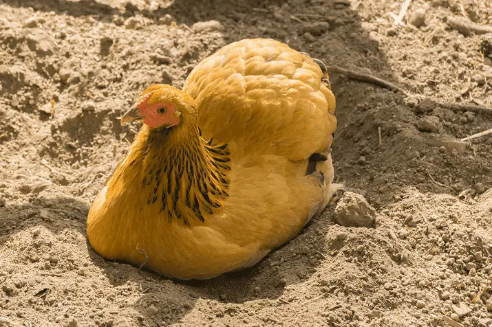 Sand Chicken Coop
