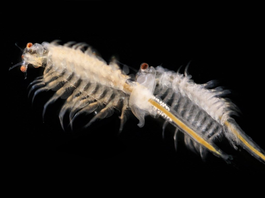 Sea Monkey