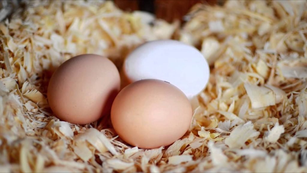 Shavings Chicken Coop
