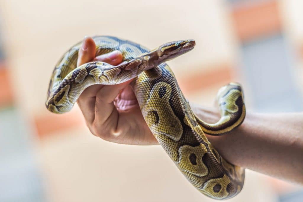 Snake