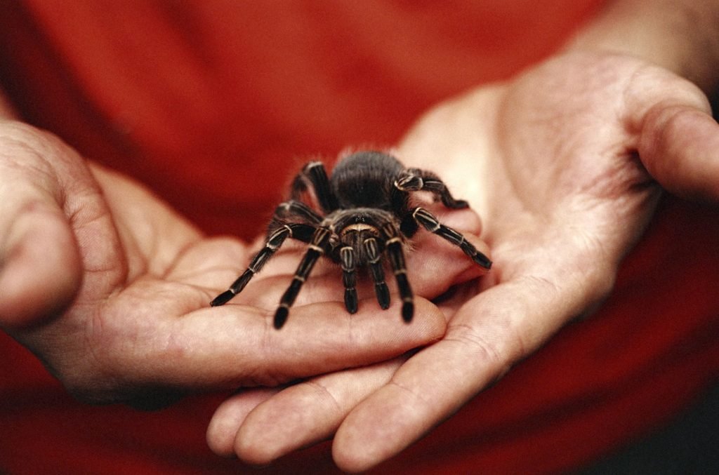 Spider