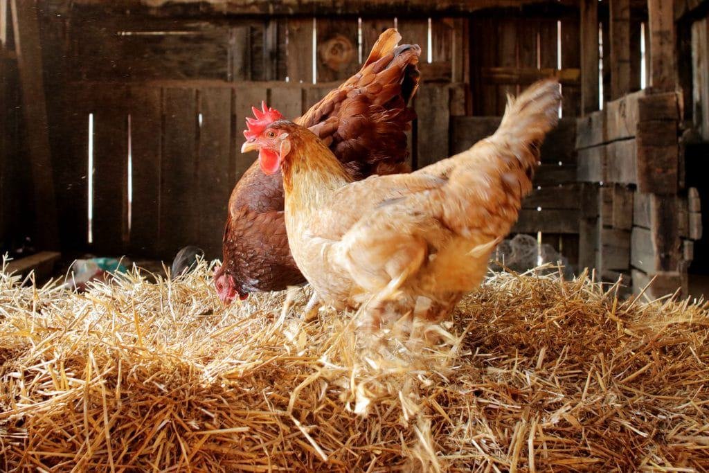 Straw Chicken Coop