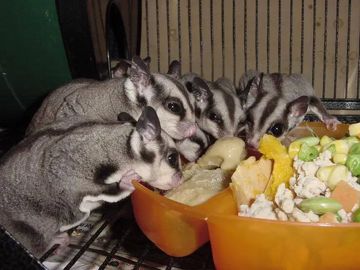 Sugar Glider 2