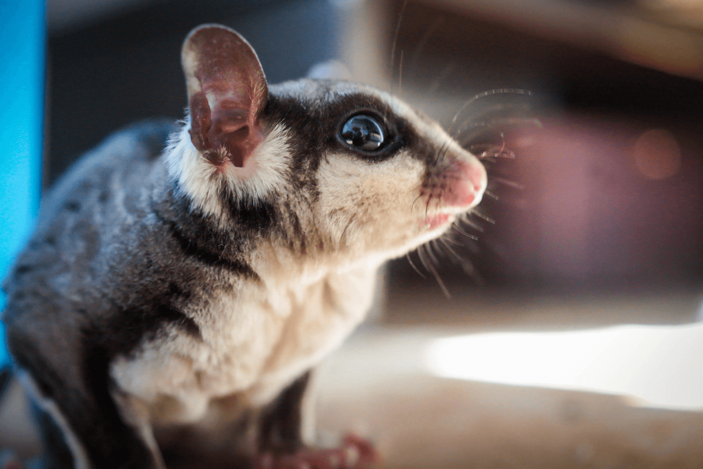 SugarGlider1