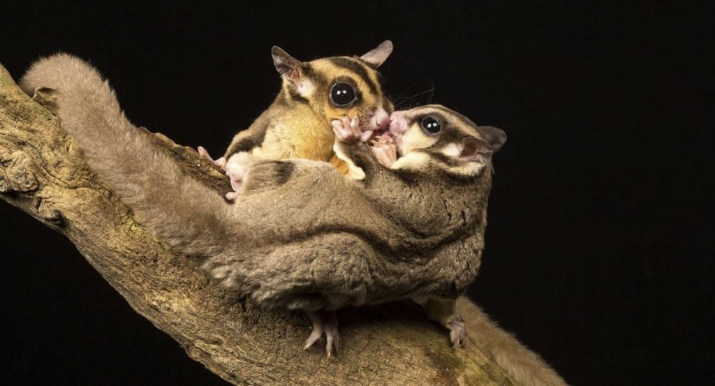 SugarGlider2