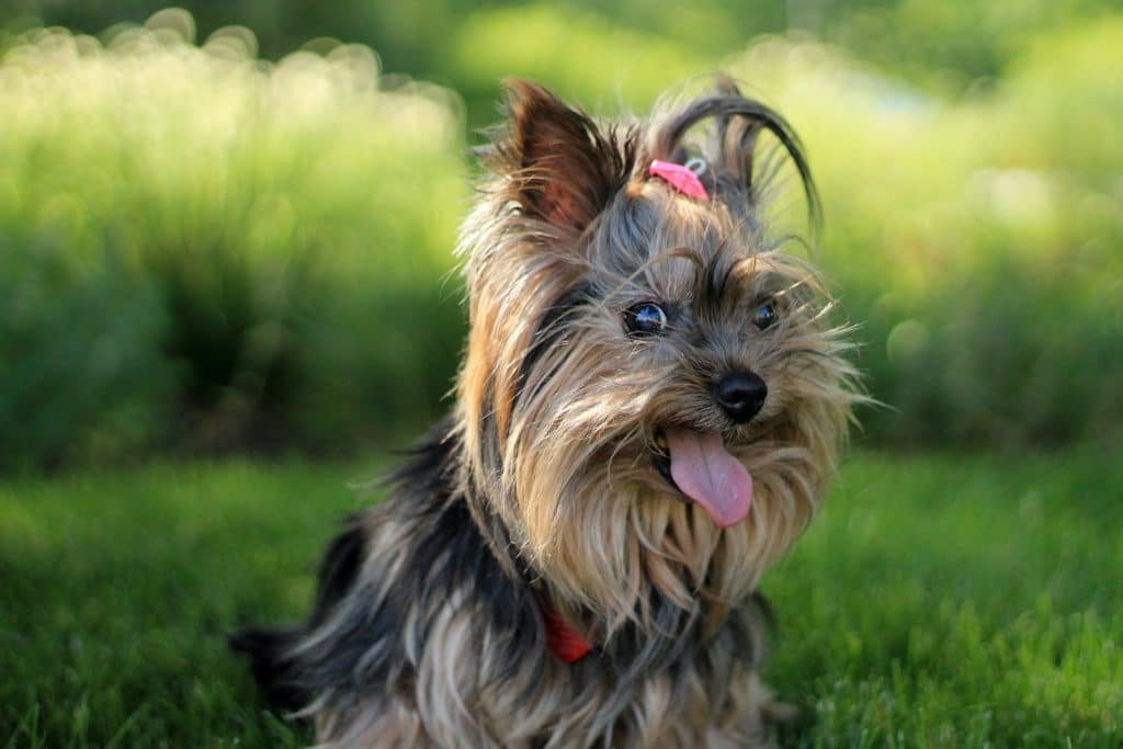 Yorkie 3