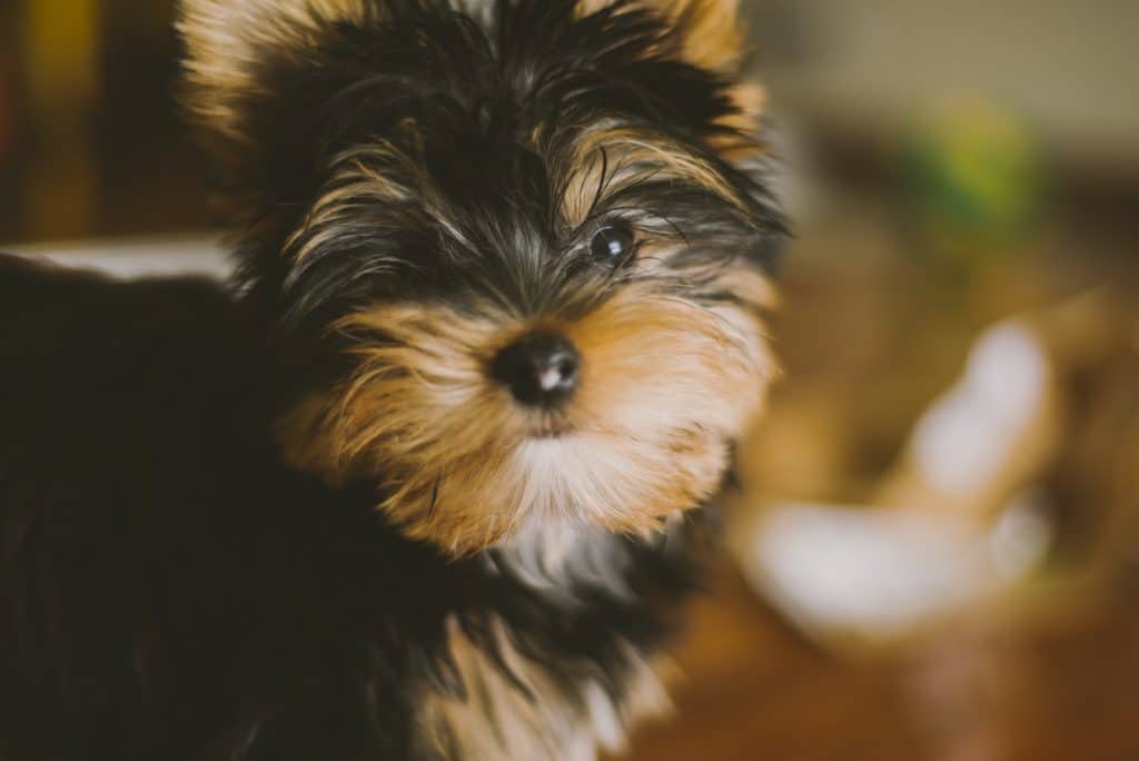Yorkie 5