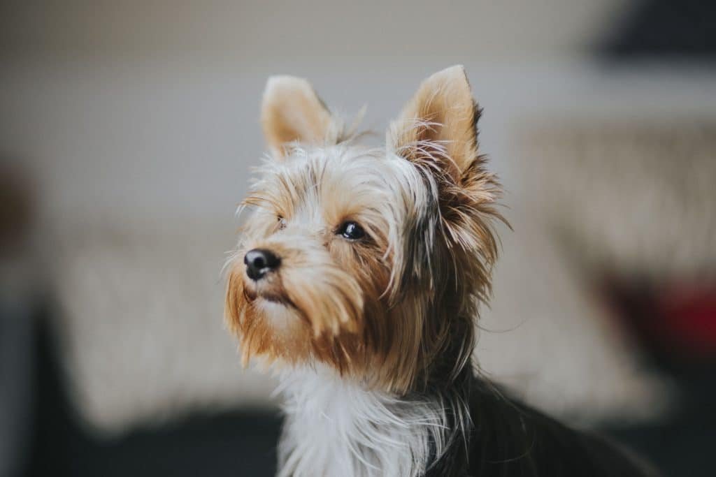 Yorkie4