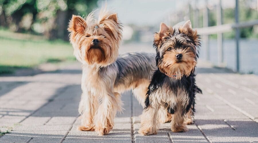 Yorkies