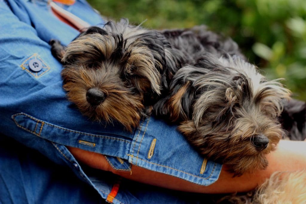 Yorkies1