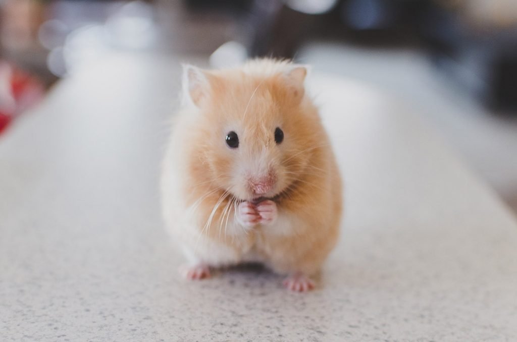 hamster1