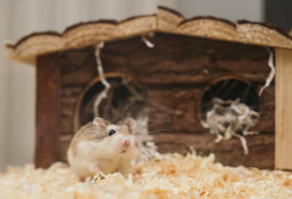 mice 1