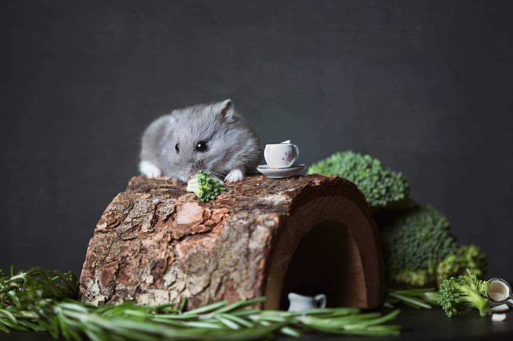 mice 2