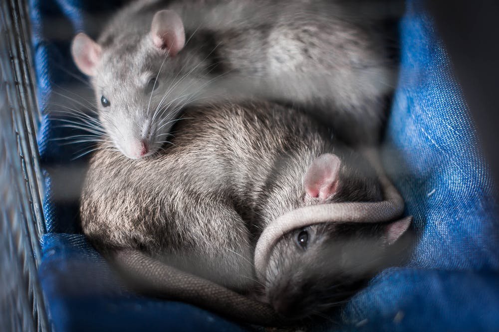mice 3