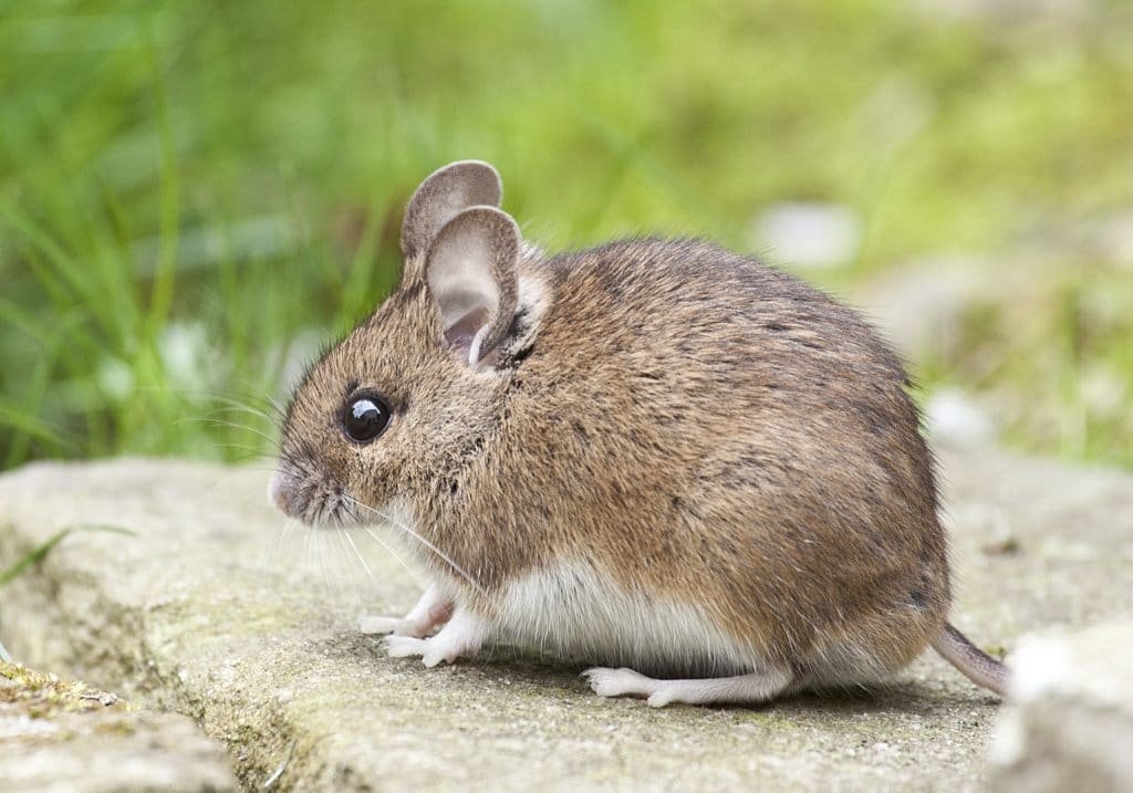 mice 5