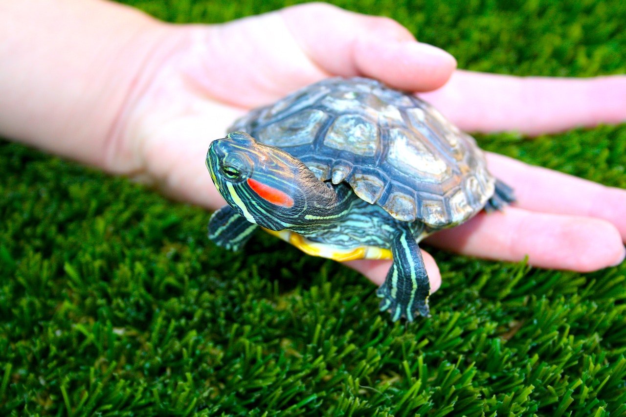 red slider turtle