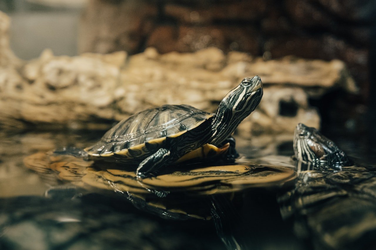 small pet turtle