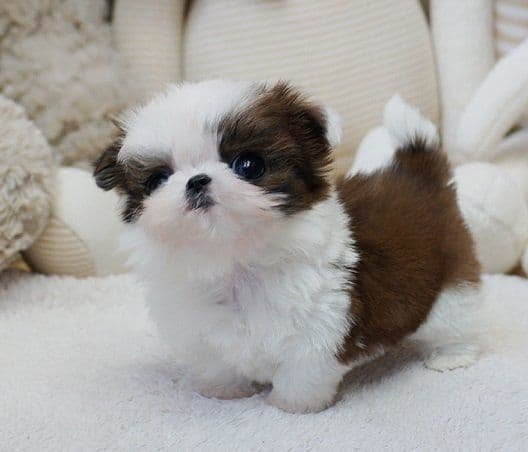 teacup shih tzu